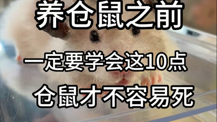 ก่อนเลี้ยงหนูแฮมสเตอร์ ต้องเรียนรู้ 10 ข้อนี้ให้ดี หนูแฮมสเตอร์จะได้ไม่ตายง่ายๆ #หนูแฮมสเตอร์ #หมีทอ