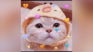 thấy cưng hôn 😚xuhuong2021 meocute dangyeu fyp