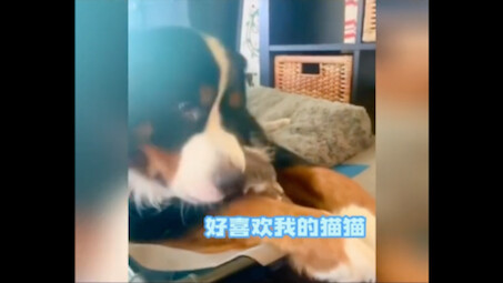 When the pet parent asks the dog, “Where’s the cat?”, the dog replies…
