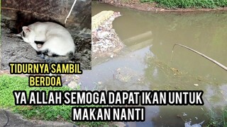 Mengharukan Kucing Liar Ini Tidur Sambil Menunggu Yang Merawatnya Mancing Dapat Ikan..!