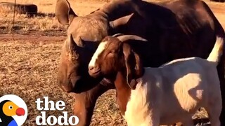 แรดจิ๋วกระโดดโลดเต้นเมื่อเจอเพื่อนคนแรก The Dodo Odd Couples