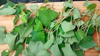 Bài thuốc trị mụn hiệu quả từ rau diếp cá