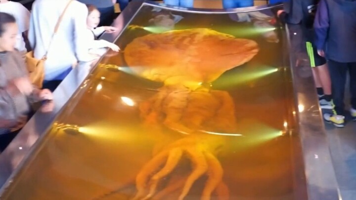 A giant squid weighing 5 meters long and weighing half a ton! Take you to explore the giant beasts d