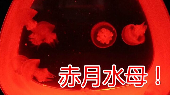 I bought a bunch of jellyfish online—watching them eat is so adorable, and they have a delightfully 