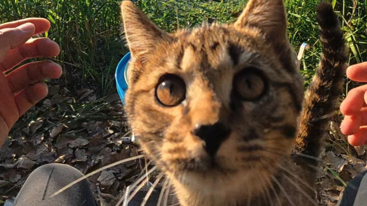 I heard that fishing goes better with little kittens.
