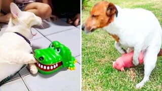 Pets Reaction To Toy 🤣 Try Not To Laugh Funny Animal | Pet Squad