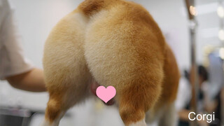 Who Can Refuse the Plump Butt of a Corgi!