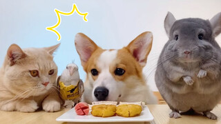 [Động vật] Chim: Những năm tháng phải đối đầu với Corgi ấy