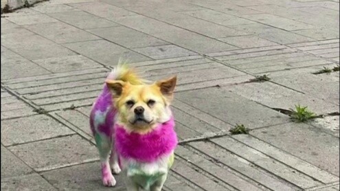 Tứ Xuyên không lớn nhưng đã tạo nên những huyền thoại