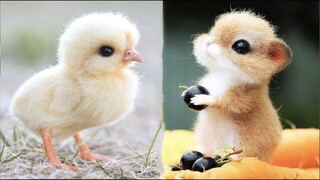 New Cute Baby Animals Videos Compilation | Funny and Cute Moment of the Animals #3 - Cutest Animals