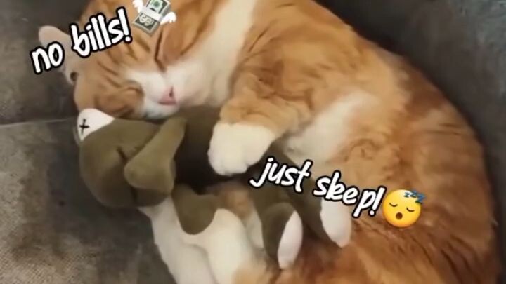 Meow In Sleeping 😴