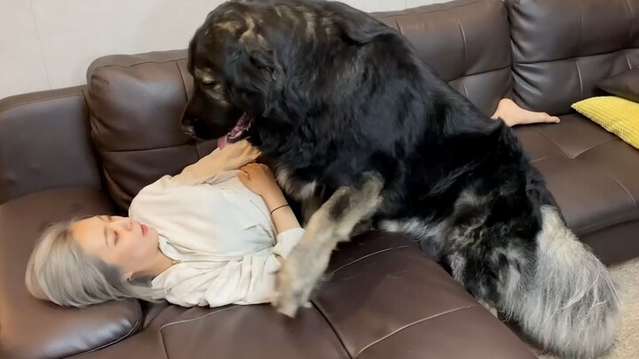 เมื่อน้องหมาตัวใหญ่สุดๆ แย่งโซฟากับเจ้าของ...