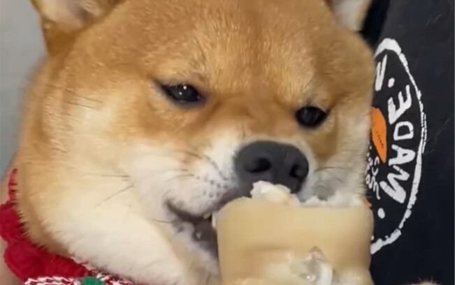 Anjing Shiba online mengunyah kaki babi, semakin digigit semakin nikmat!