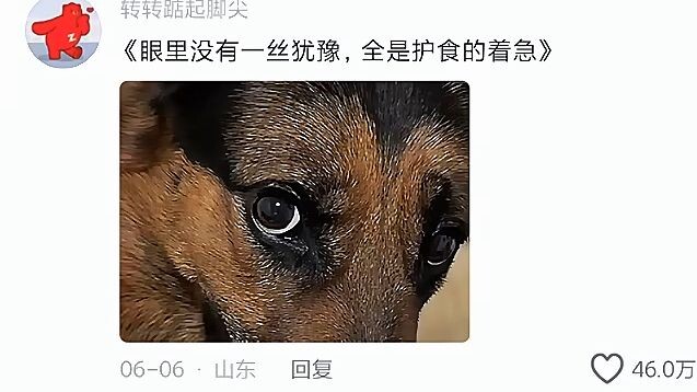 “Anak anjing seperti ini tidak berpikiran jahat”