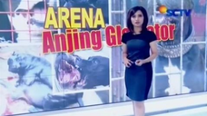 Arena Anjing Gladiator | Sigi Investigasi SCTV (24/10/2015)