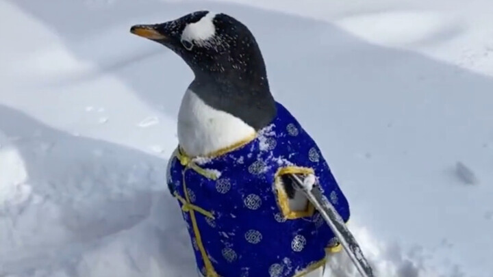 Just how cold is Northeast China! Even the penguins are shivering from the freeze.