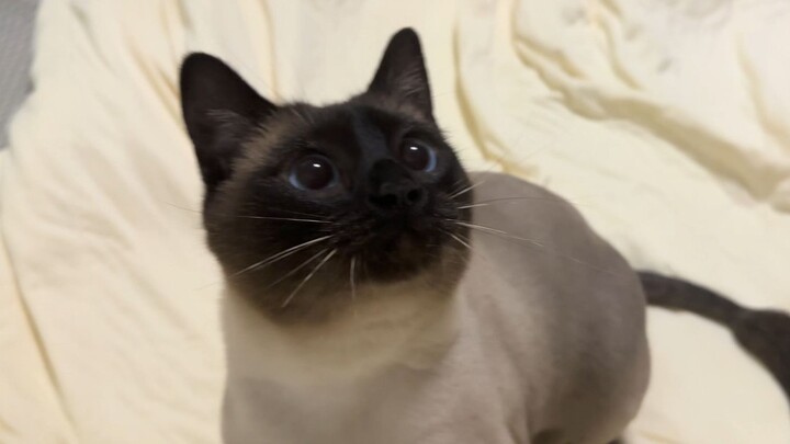 Boss, the phone just flew out of my hand!