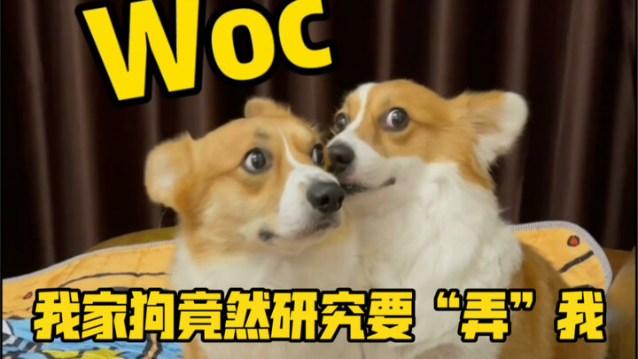 Sebenarnya siapa yang sungguh-sungguh “anjing”