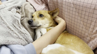 ถอน ถอน เฟ่ยเค่อ ขนขึ้นเต็มไปหมด ถอน ถอน มอบให้กระเป๋า