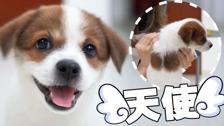 I found a little puppy with wings on its back—could this be the dog chosen by heaven?