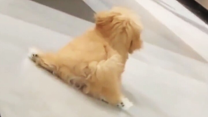 “If cuteness had a score, this goofy puppy would definitely get 100!”