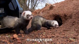 猎人找水貂合作，把兔子当活靶子打，这枪法简直了