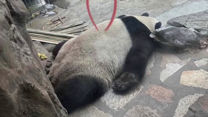 Evidence that giant pandas can understand human speech—Sichuan residents are totally winning with th