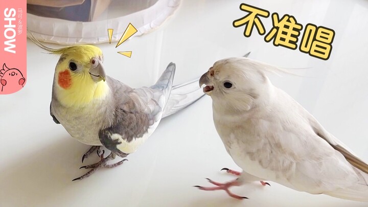 Para burung nuri, jangan pamer kemampuan rap di depan teman-teman kalian, kalau tidak bakal babak be