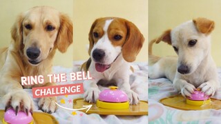 RING THE BELL CHALLENGE 🏆 (Golden Retriever, Aspin, & Beagle)