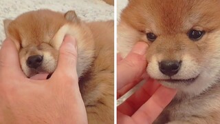 Shiba Inu Sangat Patuh Hari Ini, Jadi Aku Harus Melatihnya Lagi!