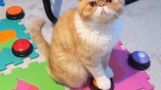 แมวที่เป็นห่วงเจ้าของ