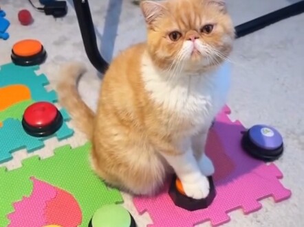 แมวที่เป็นห่วงเจ้าของ