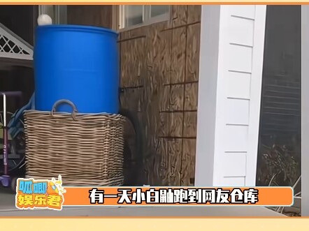 Thỏ: Cậu đúng là biết đền ơn đáp nghĩa, lấy mạng tớ làm lễ vật báo đáp #Những chú thú nhỏ dễ thương 