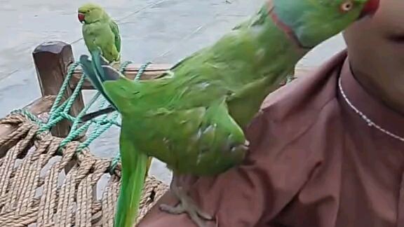 parrot 🦜🦜