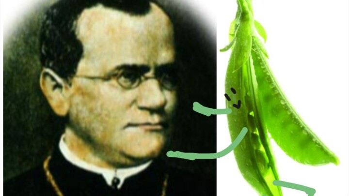 [Mendel x Peas] I’m a little different today than I was yesterday!