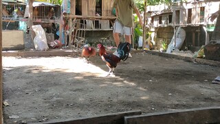 spar broodcock mayahin2x win vs mayahin