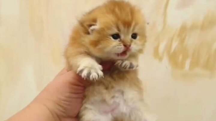 Một bé mèo con sợ độ cao, vừa bế lên là khóc thét!