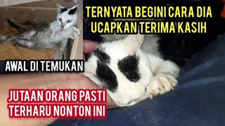 Masya Allah Kucing Lumpuh Ini Langsung Mau Meluk Orang Yang Telah Menolongnya Ribuan Orang Terharu.!