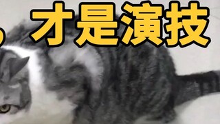 Hãy đến học diễn xuất từ chú mèo này nhé! Đó chính là điều một diễn viên kỳ cựu làm đấy…