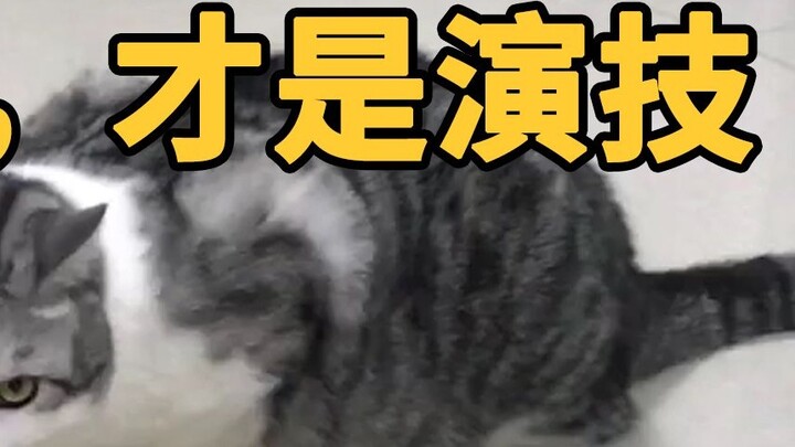 มาเรียนรู้ทักษะการแสดงจากแมวตัวนี้กันเถอะ! นี่แหละคือสิ่งที่นักแสดงรุ่นเก๋าทำกัน...