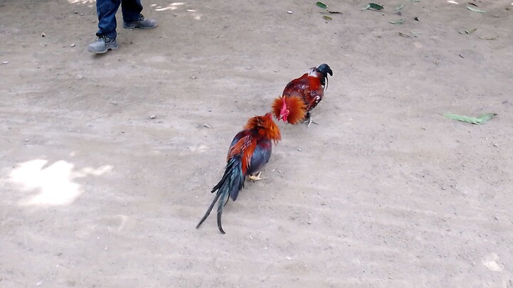 My future broodcock