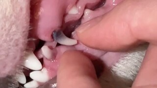 盘点父母给孩子拔牙的花式操作#拔牙 #猝不及防 #搞笑