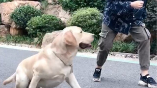 狗子一心只想赢