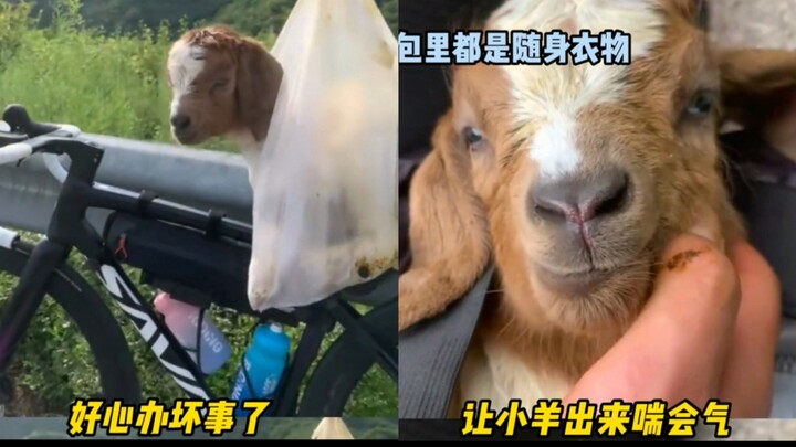 حسن نية المتابعين تنقلب إلى شرّ: إنقاذ خروف صغير ينتهي بمحاكمته، لكن الأمر لا يستحق التعرض للتنمر ال