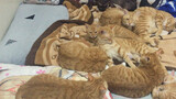 A family of purring cats hog the bed