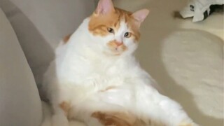 "Underdeveloped Cerebellum, Completely Undeveloped Brain"