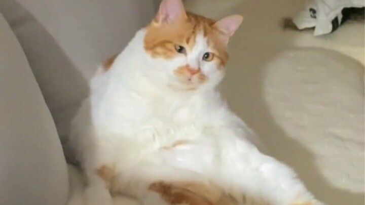 "Otak kecil berkembang tidak sempurna, otak utama sama sekali tidak berkembang"