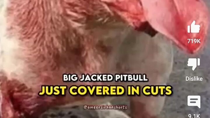jacked pitbull