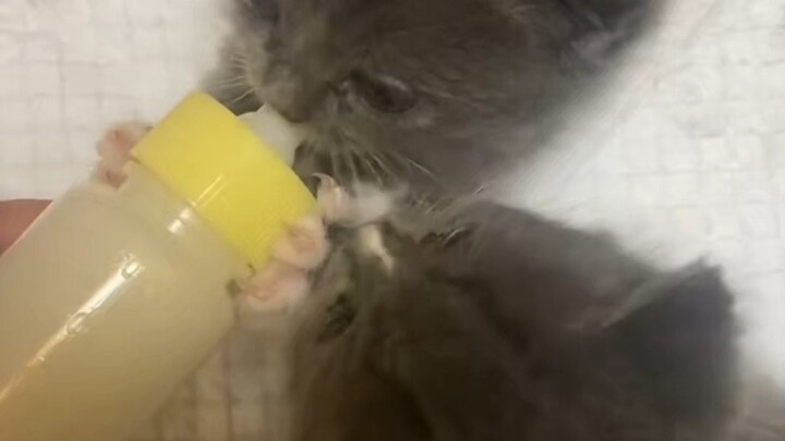 قط صغير آخر: هل أحتاج أنا أيضًا إلى شرب نيردولون؟