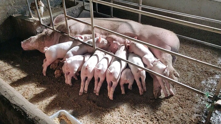 fifth parity 11 piglets🐷🐖